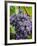 Chianti Grapes Ready for Harvest, Greve, Tuscany, Italy-Richard Duval-Framed Photographic Print