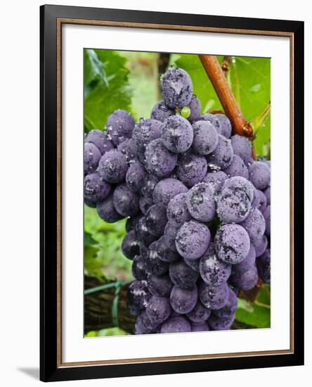 Chianti Grapes Ready for Harvest, Greve, Tuscany, Italy-Richard Duval-Framed Photographic Print