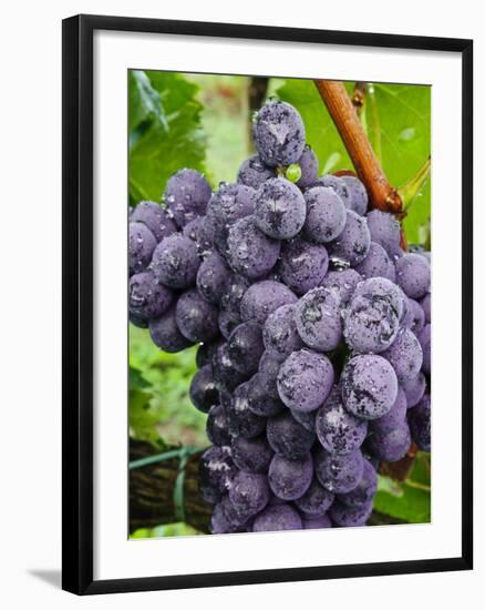 Chianti Grapes Ready for Harvest, Greve, Tuscany, Italy-Richard Duval-Framed Photographic Print