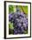 Chianti Grapes Ready for Harvest, Greve, Tuscany, Italy-Richard Duval-Framed Photographic Print