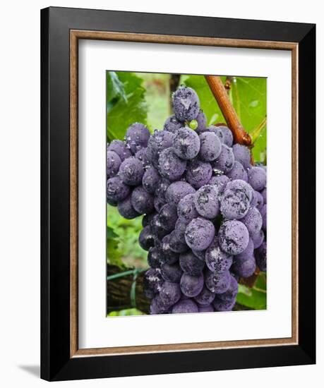 Chianti Grapes Ready for Harvest, Greve, Tuscany, Italy-Richard Duval-Framed Photographic Print