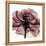 Chianti Rose 2-Albert Koetsier-Framed Stretched Canvas