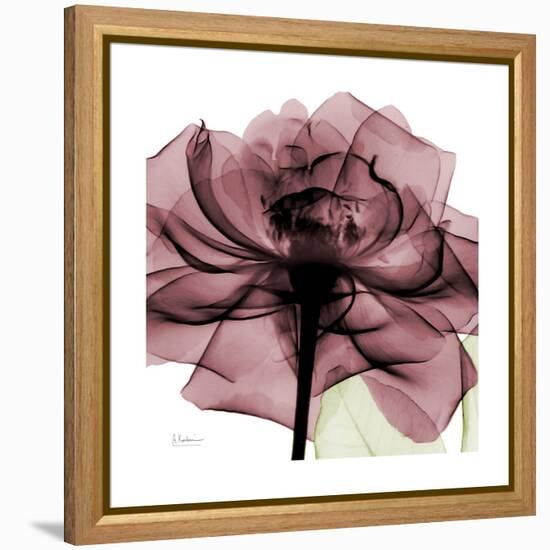 Chianti Rose 2-Albert Koetsier-Framed Stretched Canvas