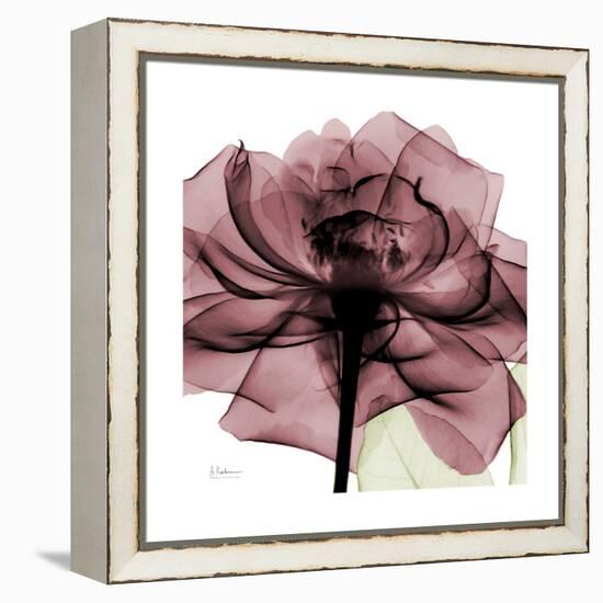 Chianti Rose 2-Albert Koetsier-Framed Stretched Canvas