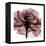 Chianti Rose 2-Albert Koetsier-Framed Stretched Canvas