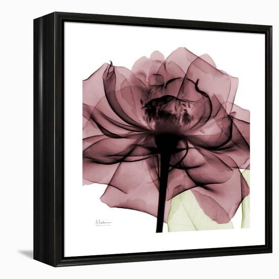 Chianti Rose 2-Albert Koetsier-Framed Stretched Canvas