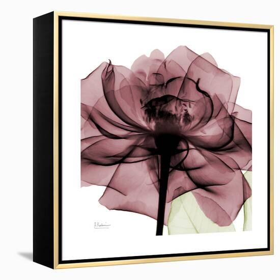 Chianti Rose 2-Albert Koetsier-Framed Stretched Canvas