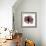 Chianti Rose 2-Albert Koetsier-Framed Premium Giclee Print displayed on a wall