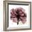 Chianti Rose 2-Albert Koetsier-Framed Premium Giclee Print