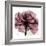 Chianti Rose 2-Albert Koetsier-Framed Premium Giclee Print