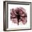 Chianti Rose 2-Albert Koetsier-Framed Premium Giclee Print