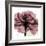 Chianti Rose 2-Albert Koetsier-Framed Premium Giclee Print