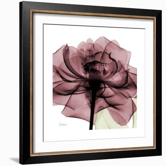 Chianti Rose 2-Albert Koetsier-Framed Premium Giclee Print