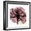 Chianti Rose 2-Albert Koetsier-Framed Premium Giclee Print