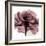 Chianti Rose 2-Albert Koetsier-Framed Premium Giclee Print