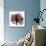 Chianti Rose 2-Albert Koetsier-Mounted Premium Giclee Print displayed on a wall