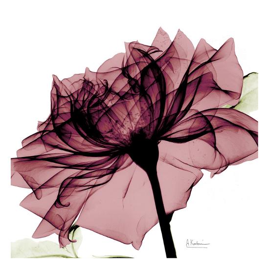 Chianti Rose Art Print Albert Koetsier Art Com