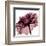 Chianti Rose-Albert Koetsier-Framed Art Print