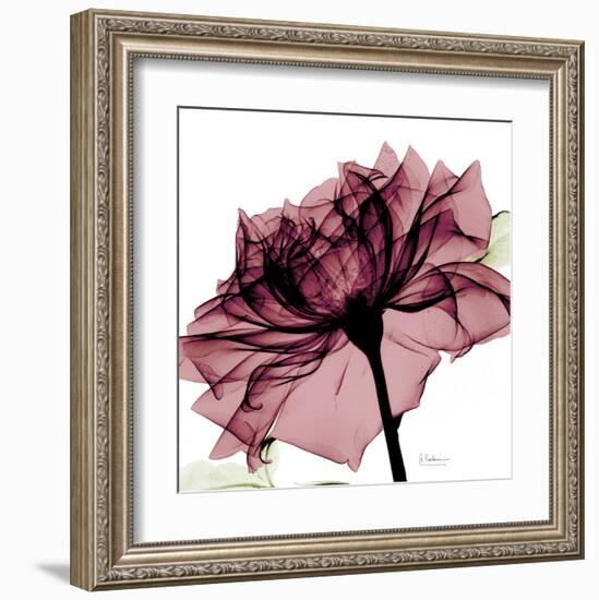 Chianti Rose-Albert Koetsier-Framed Art Print