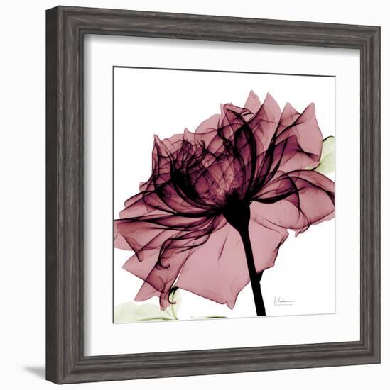 Chianti Rose-Albert Koetsier-Framed Art Print