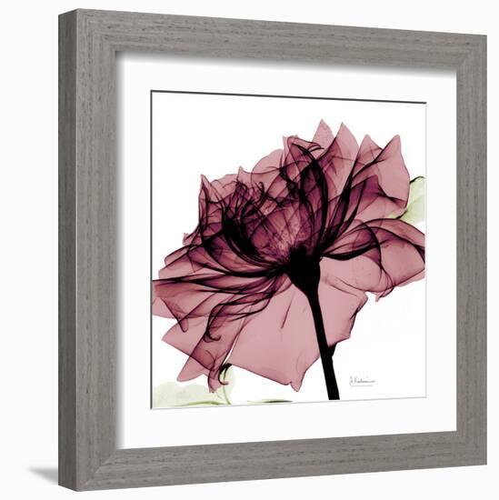 Chianti Rose-Albert Koetsier-Framed Art Print