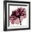 Chianti Rose-Albert Koetsier-Framed Art Print