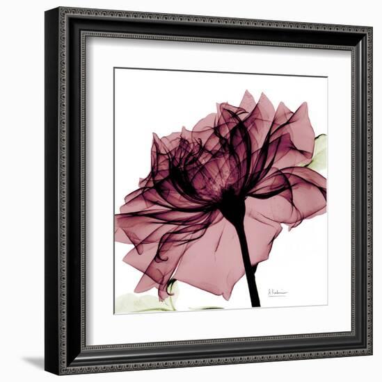 Chianti Rose-Albert Koetsier-Framed Art Print