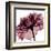 Chianti Rose-Albert Koetsier-Framed Art Print