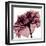 Chianti Rose-Albert Koetsier-Framed Art Print