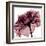 Chianti Rose-Albert Koetsier-Framed Art Print