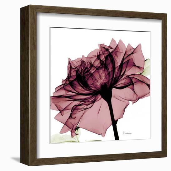 Chianti Rose-Albert Koetsier-Framed Art Print