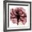 Chianti Rose-Albert Koetsier-Framed Art Print