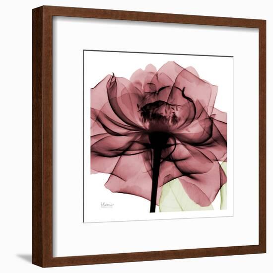 Chianti Rose-Albert Koetsier-Framed Art Print