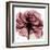 Chianti Rose-Albert Koetsier-Framed Art Print