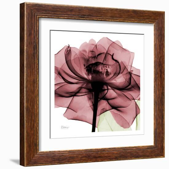 Chianti Rose-Albert Koetsier-Framed Art Print