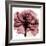 Chianti Rose-Albert Koetsier-Framed Art Print