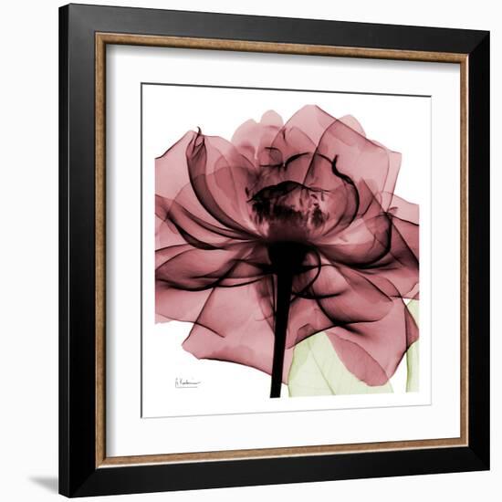 Chianti Rose-Albert Koetsier-Framed Art Print