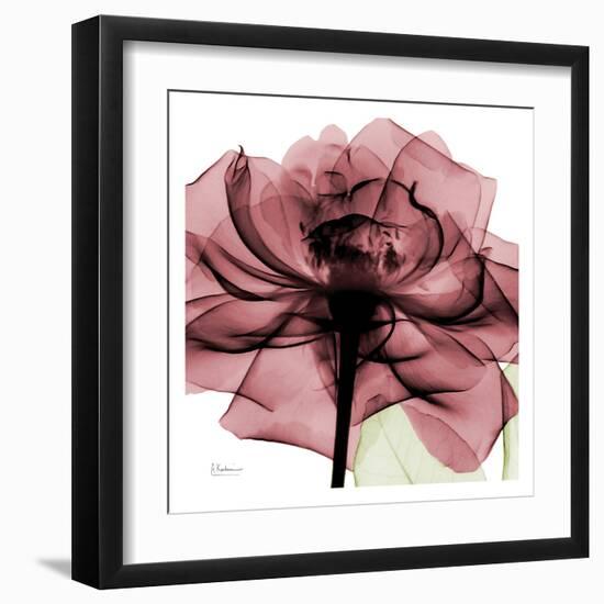 Chianti Rose-Albert Koetsier-Framed Art Print