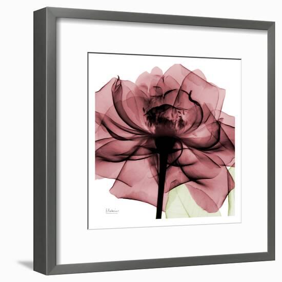 Chianti Rose-Albert Koetsier-Framed Art Print