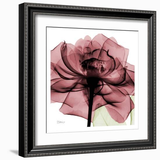 Chianti Rose-Albert Koetsier-Framed Art Print