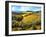 Chianti Vineyards-Michael Swanson-Framed Art Print