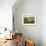 Chianti Vineyards-Michael Swanson-Framed Art Print displayed on a wall