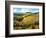 Chianti Vineyards-Michael Swanson-Framed Art Print