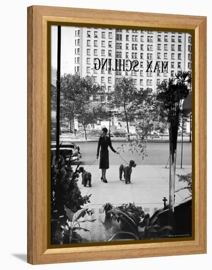 Chic Woman Walking Her Poodles Along Sidewalk on Fifth Avenue-Alfred Eisenstaedt-Framed Premier Image Canvas