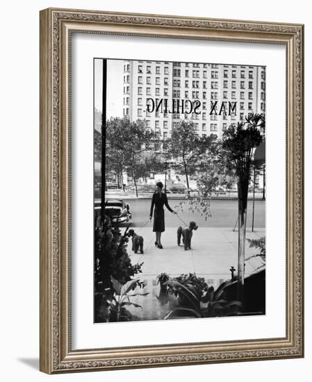 Chic Woman Walking Her Poodles Along Sidewalk on Fifth Avenue-Alfred Eisenstaedt-Framed Photographic Print