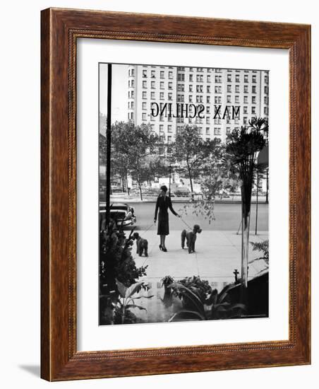 Chic Woman Walking Her Poodles Along Sidewalk on Fifth Avenue-Alfred Eisenstaedt-Framed Photographic Print