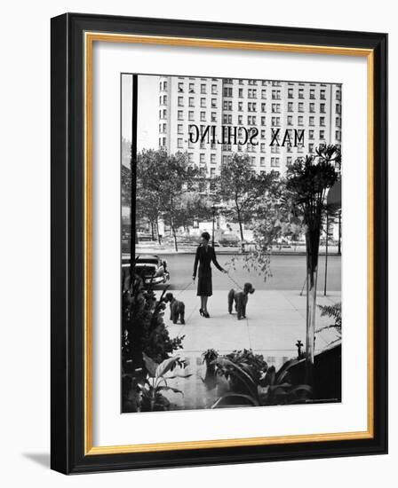 Chic Woman Walking Her Poodles Along Sidewalk on Fifth Avenue-Alfred Eisenstaedt-Framed Photographic Print