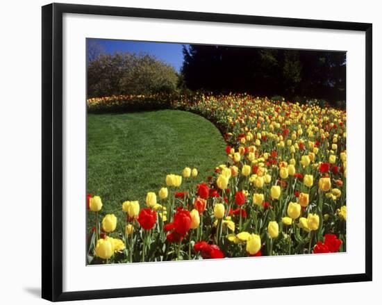 Chicago Botanic Garden, Illinois, USA-null-Framed Photographic Print