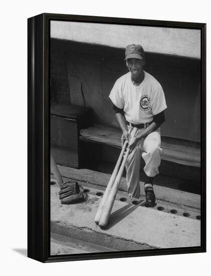 Chicago Cub's Ernie Banks, Stooping in the Dug-Out Holding Two Bats Against Cincinnati Reds-John Dominis-Framed Premier Image Canvas