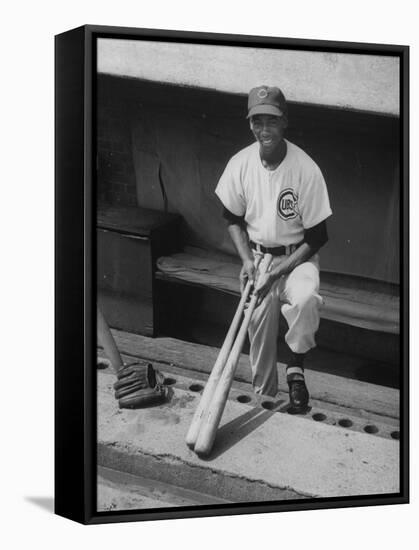 Chicago Cub's Ernie Banks, Stooping in the Dug-Out Holding Two Bats Against Cincinnati Reds-John Dominis-Framed Premier Image Canvas